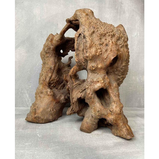 Wabi-Sabi Japanese Sculptural Root Wood Object, 1950s For Sale - Image 6 of 9