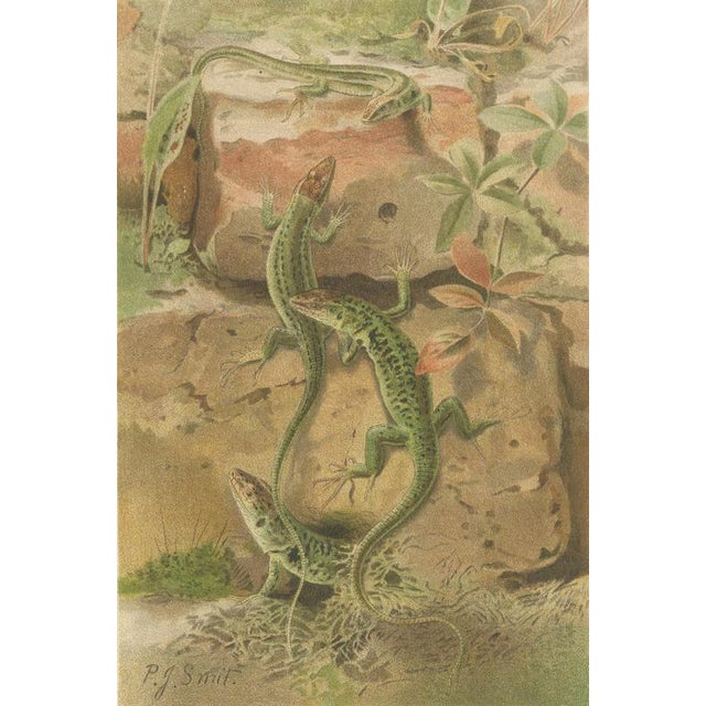 P.J. Smit, Wall Lizards, 1895, Color Lithograph For Sale - Image 4 of 9
