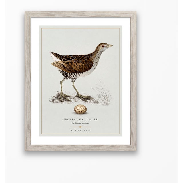 William Lewin 1789 Waterbirds Fine Art Gallery Board Print - The Spotted Gallinule For Sale - Image 10 of 15