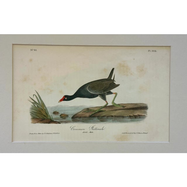American 1840 Colored Lithograph of the Common Gallinule by John James Audubon For Sale - Image 3 of 4