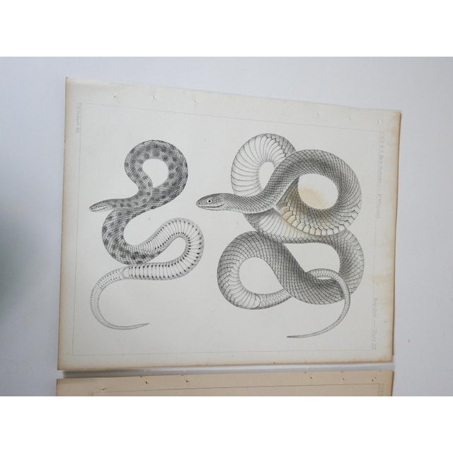 Gothic Mid 19th Century Us Pacifc Railroad Snakes Lithograph Book Plate - A Pair For Sale - Image 3 of 4