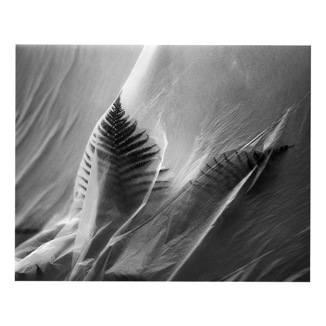 Fern No. 4 - Black and White Analogue Botanical Photograph, E.d. 10 2026 For Sale