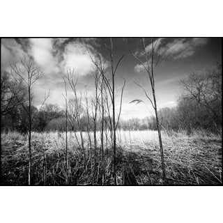 Paul Cooklin, Stems, Photograph For Sale