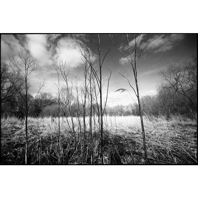 Paul Cooklin, Stems, Photograph For Sale