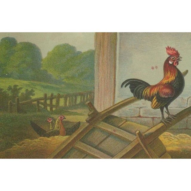 The lively golden bantam game fowl a rare 19th century poultry lithograph this charming 19th century chromolithograph...