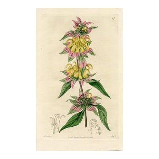 Horsemint Print, Antique Botanical Print, Hand-Colored Engraving, 1816, England For Sale