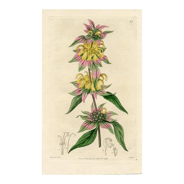 Horsemint Print, Antique Botanical Print, Hand-Colored Engraving, 1816, England For Sale