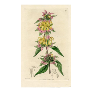 Horsemint Print, Antique Botanical Print, Hand-Colored Engraving, 1816, England