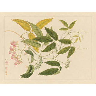 Golden Tropic Botanicals, Giclée Print #13 Reproduction For Sale