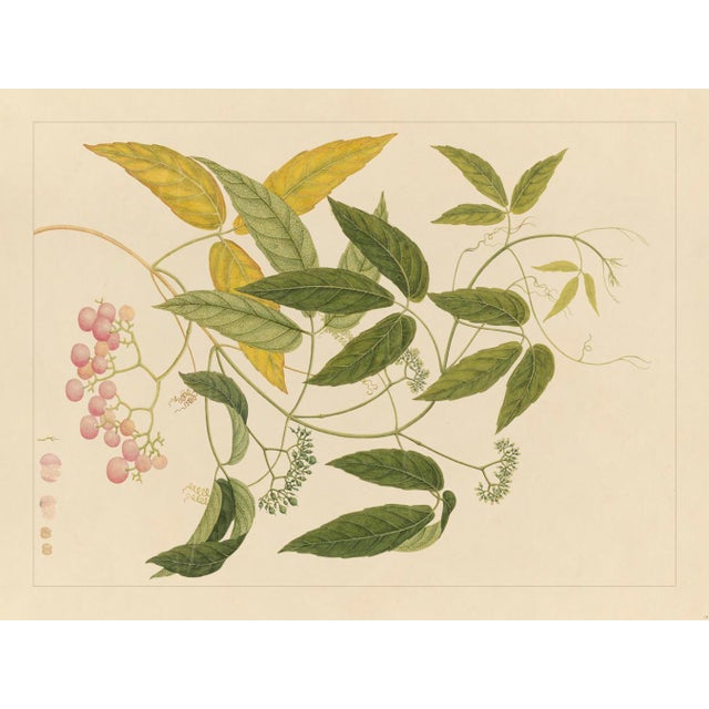 Golden Tropic Botanicals, Giclée Print #13 Reproduction For Sale