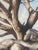 Oil on Canvas, MCM 1960: Weathered, Sculpted Ancient Tree on Granite Outcrop, Signed Yoshii For Sale - Image 4 of 7
