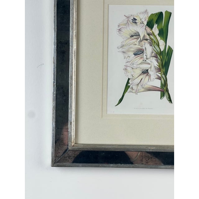 1970s Vintage Trowbridge Custom Framed Botanical Print “Gladiolus × Willmoreanus” After Louis Van Houtte (1810–1876) For Sale - Image 5 of 9