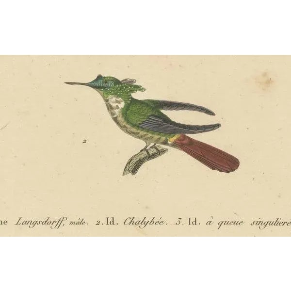 Huet and Prêtre, Hummingbird, Langsdorff, Chalybeate, 1838, Engraving For Sale - Image 3 of 6
