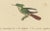 Huet and Prêtre, Hummingbird, Langsdorff, Chalybeate, 1838, Engraving For Sale - Image 3 of 6