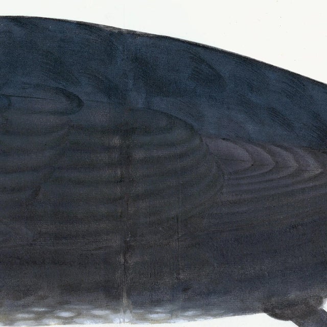 Illustration Juvenile Cormorant Plate 11 by Olof Rudbeck (Cfa-Wd) For Sale - Image 3 of 6