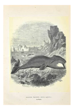 Paul Gervais, North Atlantic Right Whale, Lithograph, 1854