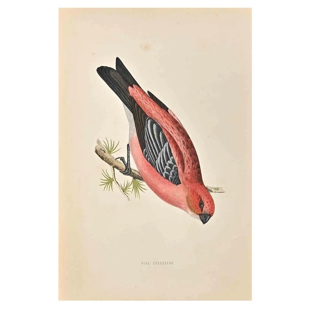 Alexander Francis Lydon, Pine Grossbeak, Woodcut Print, 1870 For Sale