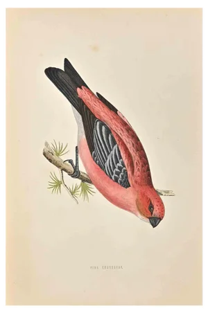 Alexander Francis Lydon, Pine Grossbeak, Woodcut Print, 1870