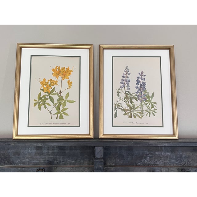 1950s Vintage Botanicals Framed Set of 2 - Authentic Vintage 1953 Prints For Sale - Image 5 of 6
