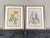 1950s Vintage Botanicals Framed Set of 2 - Authentic Vintage 1953 Prints For Sale - Image 5 of 6