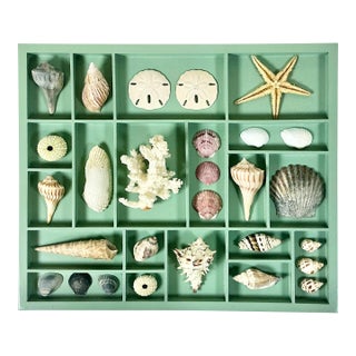 Vintage Coastal Boho Chic Seashell Collection, Sage Divided Shadowbox Decorative Object For Sale