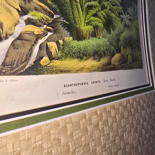 19th-Century Botanical Exotic Palm Chromolithographs – Verschaffeltia & Acanthophoenix, Museum Framed From L’Illustration Horticole, a Pair For Sale - Image 4 of 14