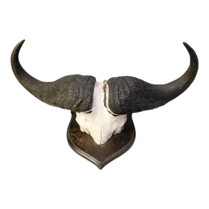 Vintage African Cape Buffalo Cranium and Horn Mounted Trophy