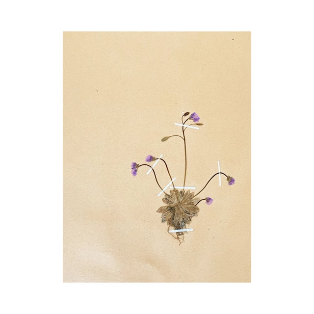 Lovely vintage Swedish herbarium specimen that is an early bloomer flowering in spring and widely dispersed around the...