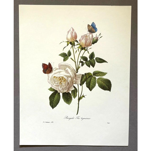 Up for sale is this gorgeous vintage print by PJ Redoute, one of several we are currently listing. With a sheet size of...