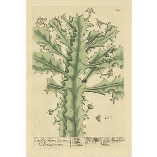 After Elizabeth Blackwell, True Euphorbium, 1737, Print For Sale