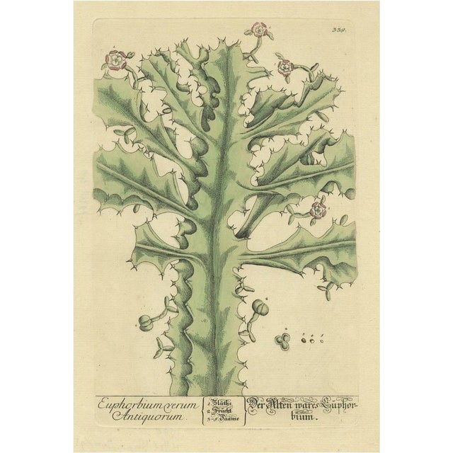 After Elizabeth Blackwell, True Euphorbium, 1737, Print For Sale
