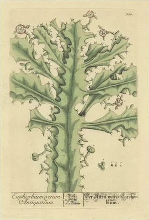 After Elizabeth Blackwell, True Euphorbium, 1737, Print