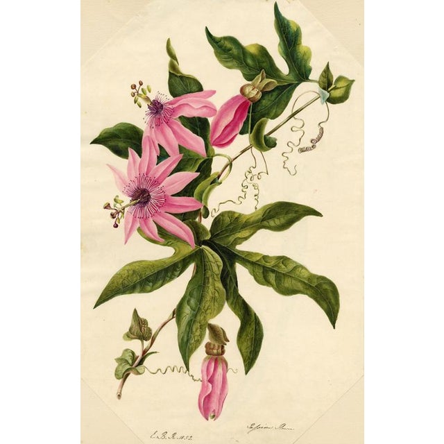 Paper E.B.R. Passion Flower (Passiflora), 1800s, Paper For Sale - Image 7 of 7