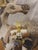 Animal Skin Artist Signed Susan Harvey "Medicine Horse" 1994 For Sale - Image 7 of 8