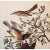 Farmhouse 1966 Cottage Print "Mountain Mockingbird, Sage Thrasher & Varied Thrush" After John James Audubon For Sale - Image 3 of 7