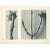 Contemporary 1928 Karl Blossfeldt Original Period Photogravure N20 of Cornus Nuttallii For Sale - Image 3 of 6