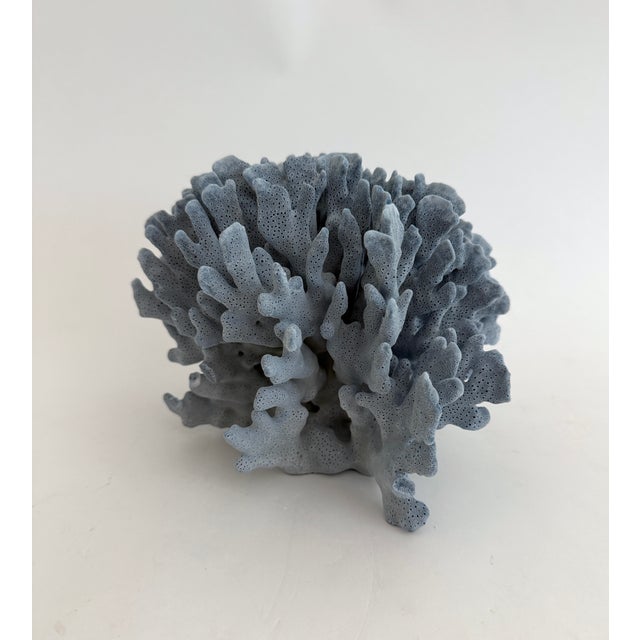 Natural Blue Coral Specimen Coastal Decor For Sale In Los Angeles - Image 6 of 6