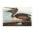 Brown Pelican, Vintage Art Print Reproduction From Birds of America by John James Audubon, 30" X 20" For Sale