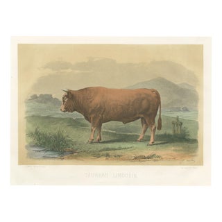 Limousin Bull, Cattle Print After Melin, 1873, Paper For Sale