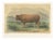 Limousin Bull, Cattle Print After Melin, 1873, Paper For Sale