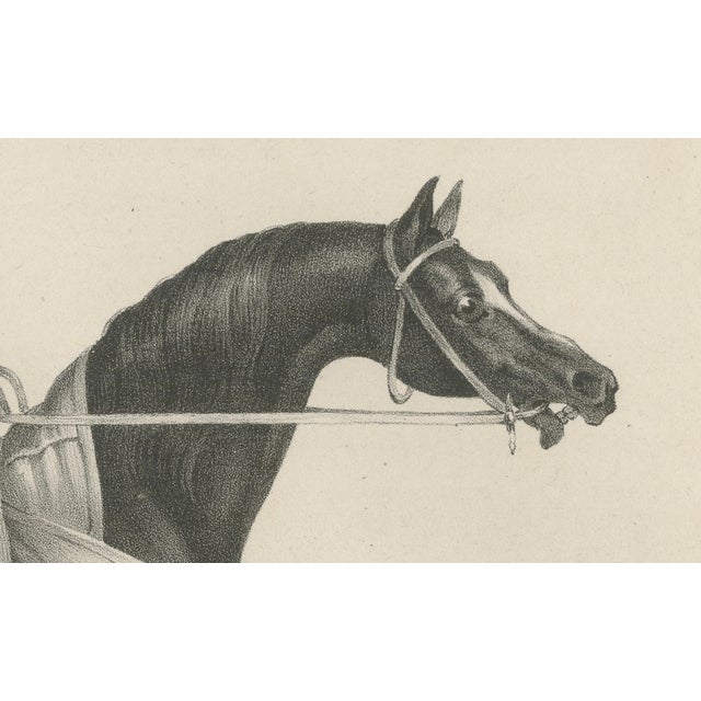 Maxim Gauci, Sedbury Equestrian Horse & Rider Portrait, 1840, Lithograph For Sale - Image 5 of 10
