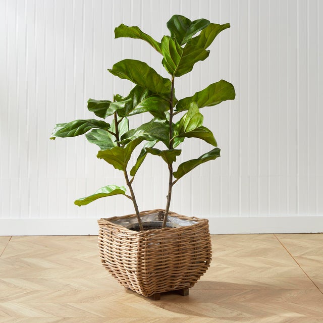 Fiddle Leaf Fig Potted 43" For Sale In Chicago - Image 6 of 6