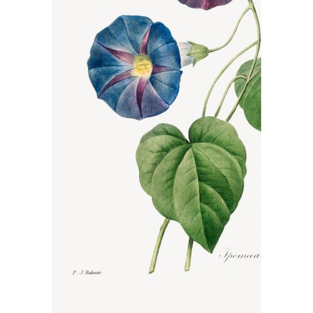 Star-Glory Morning-Glory, Vintage Botanical Art Print Reproduction by Pierre-Joseph Redouté, 24" X 36" For Sale - Image 9 of 10