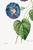 Star-Glory Morning-Glory, Vintage Botanical Art Print Reproduction by Pierre-Joseph Redouté, 24" X 36" For Sale - Image 9 of 10