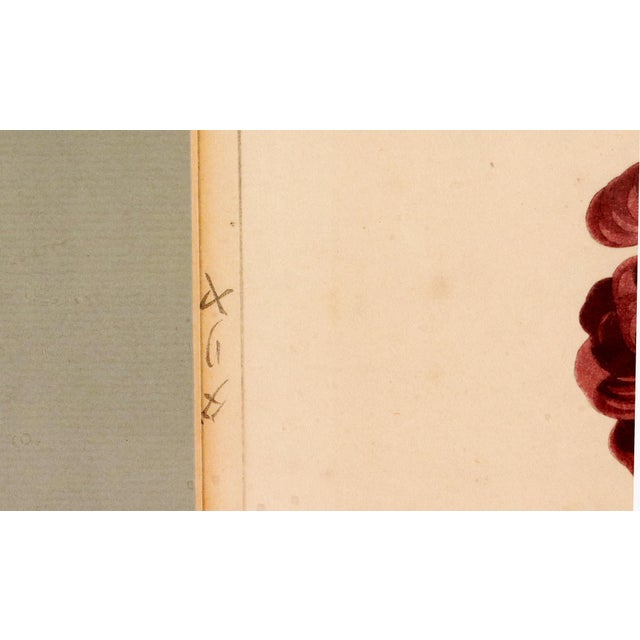 Japanese Woodblock Botanical Print of Three Dstinct Varieties of Dahlia by Tanigami Kōnon For Sale - Image 4 of 9