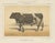 Olivier De Penne, Durham Shorthorn Bull, British Cattle, 1863, Chromolithograph For Sale - Image 9 of 9