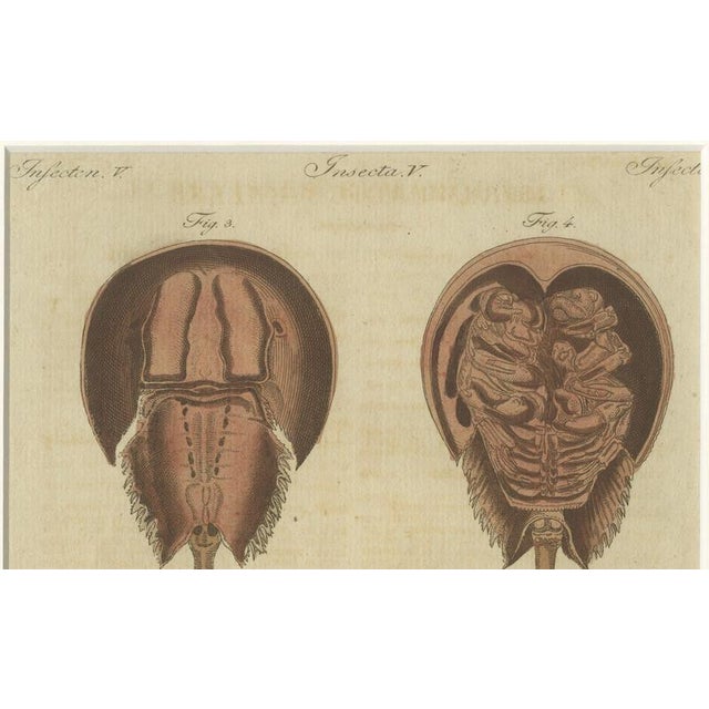Late 18th Century Antique Lobster Crab and Horseshoe Crab Engraving by Bertuch, 1792 For Sale - Image 5 of 9