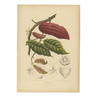 Berthe Hoola van Nooten, Cacao Tree (Theobroma Cacao), 1880, Chromolithograph For Sale