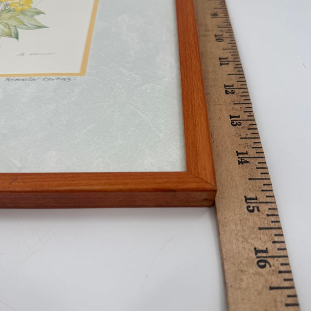 Title: Vintage Margot Weemaes Primula Kewensis Botanical Print 1981 Framed For Sale - Image 10 of 11