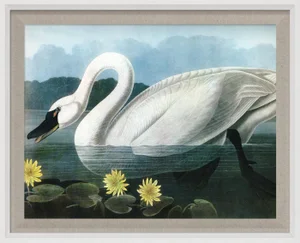 Audubon 20, Framed Artwork